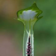 Image of Arisaema scortechinii  Hook. f..