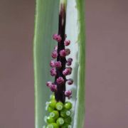 Image of Arisaema scortechinii  Hook. f..