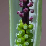 Image of Arisaema scortechinii  Hook. f..