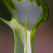 Image of Arisaema scortechinii  Hook. f..