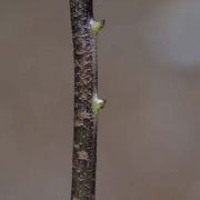 Image of Arisaema scortechinii  Hook. f..