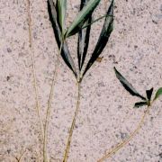 Image of Arisaema scortechinii  Hook. f..