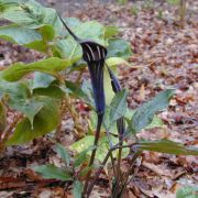 Image of Arisaema serratum v. mayebarae (Thunb.) Schott Ohashi & Murata.