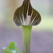 Image of Arisaema serratum  (Thunb.) Schott.