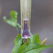 Image of Arisaema serratum  (Thunb.) Schott.