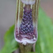 Image of Arisaema serratum  (Thunb.) Schott.