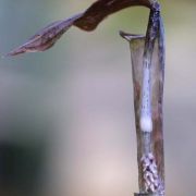 Image of Arisaema shimienense  H. Li.