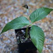 Image of Arisaema siamicum  Gagnep..