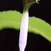 Image of Arisaema siamicum  Gagnep..