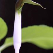 Image of Arisaema siamicum  Gagnep..