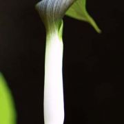 Image of Arisaema siamicum  Gagnep..