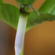 Image of Arisaema siamicum  Gagnep..