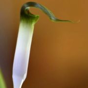 Image of Arisaema siamicum  Gagnep..