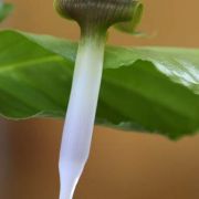 Image of Arisaema siamicum  Gagnep..