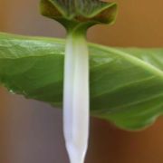 Image of Arisaema siamicum  Gagnep..