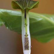 Image of Arisaema siamicum  Gagnep..