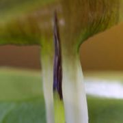 Image of Arisaema siamicum  Gagnep..