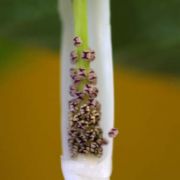 Image of Arisaema siamicum  Gagnep..