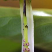 Image of Arisaema siamicum  Gagnep..