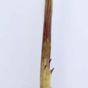 Image of Arisaema siamicum  Gagnep..