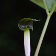 Image of Arisaema siamicum  Gagnep..