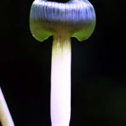 Image of Arisaema siamicum  Gagnep..