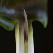 Image of Arisaema siamicum  Gagnep..