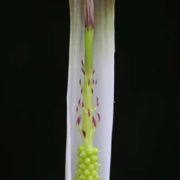 Image of Arisaema siamicum  Gagnep..