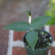 Image of Arisaema siamicum  Gagnep..