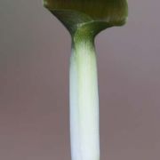 Image of Arisaema siamicum  Gagnep..