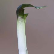 Image of Arisaema siamicum  Gagnep..