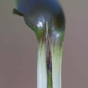 Image of Arisaema siamicum  Gagnep..