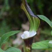 Image of Arisaema sikokianum  Franchet & Sav..