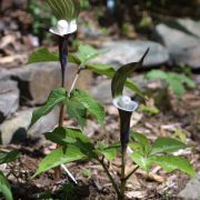 Image of Arisaema sikokianum  Franchet & Sav..