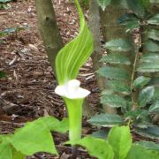 Image of Arisaema sikokianum  Franchet & Sav..