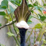 Image of Arisaema sikokianum  Franchet & Sav..