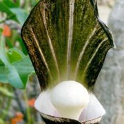 Image of Arisaema sikokianum  Franchet & Sav..