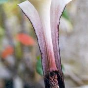 Image of Arisaema sikokianum  Franchet & Sav..