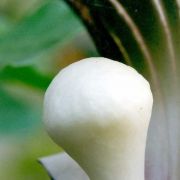 Image of Arisaema sikokianum  Franchet & Sav..