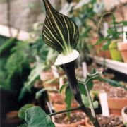 Image of Arisaema sikokianum  Franchet & Sav..