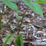 Image of Arisaema speciosum  (Wall) Martius in Schott.