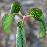 Image of Arisaema speciosum  (Wall) Martius in Schott.