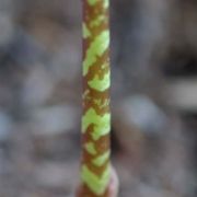 Image of Arisaema speciosum  (Wall) Martius in Schott.