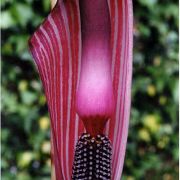 Image of Arisaema speciosum  (Wall) Martius in Schott.