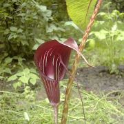 Image of Arisaema speciosum  (Wall) Martius in Schott.