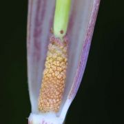 Image of Arisaema sukotaiense  Gagn..