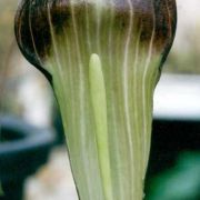 Image of Arisaema sukotaiense  Gagn..