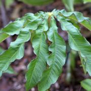 Image of Arisaema taiwanense  Murata.