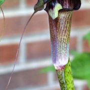 Image of Arisaema taiwanense  Murata.