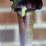 Image of Arisaema taiwanense  Murata.